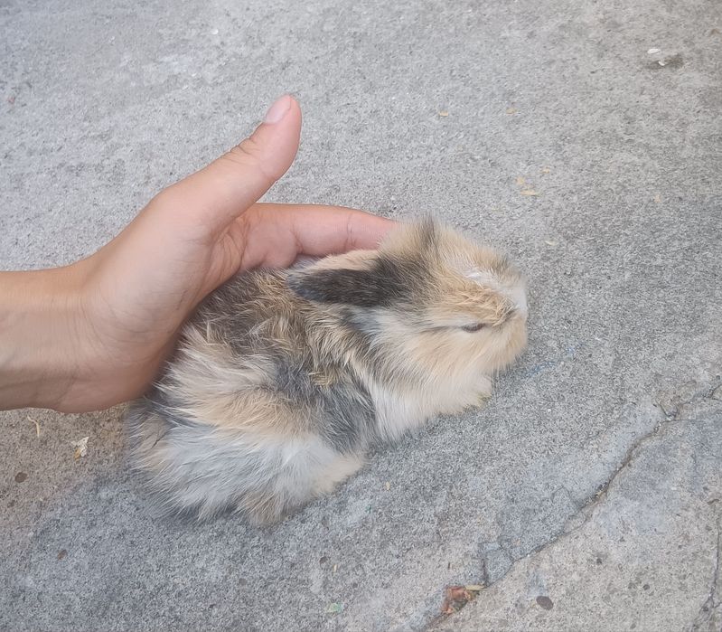 Coelhos anões peludinhos