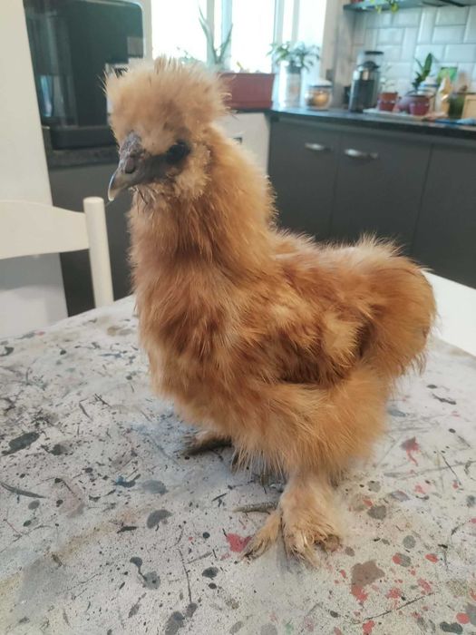 Pinto de sedosa do Japão
