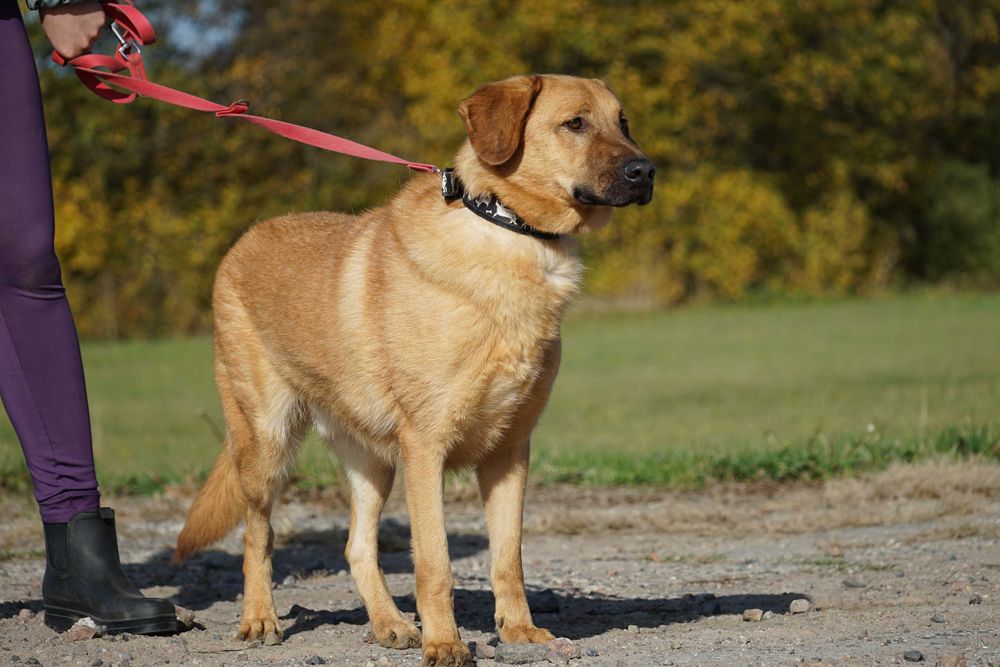 Sajon - piękny, duży pies - pomagamy w transporcie