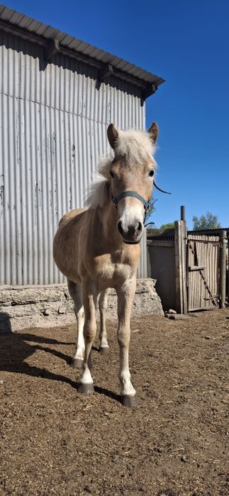 Koń rasy haflinger