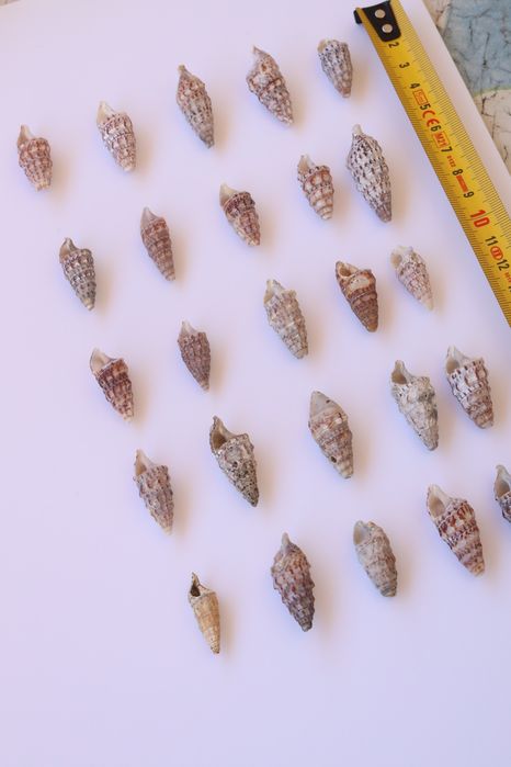 Conjunto 30 buzios Algarve