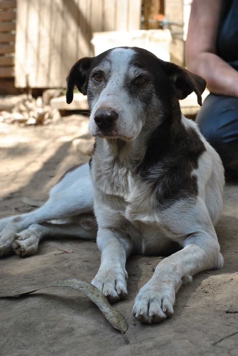 Para adoção: Escobar