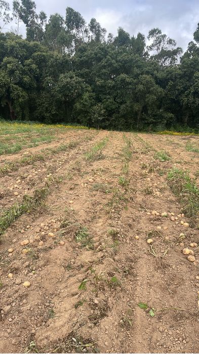 Vendo ou troco Terreno rustico