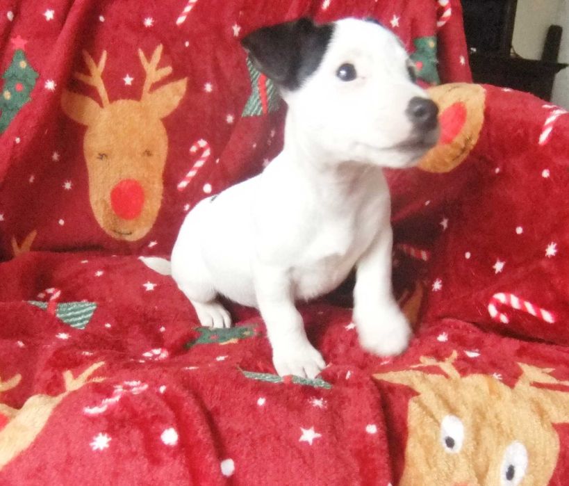 Jack Russel Terrier cachorro de grande qualidade