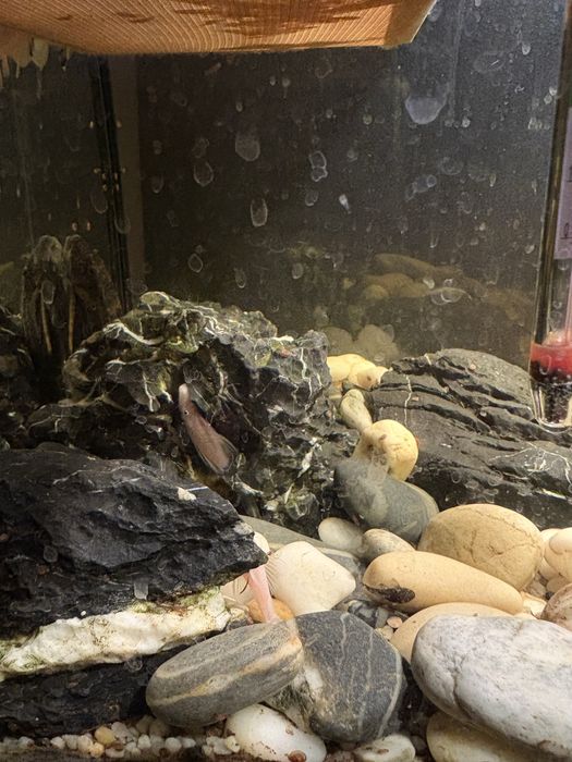 Specjalne kamienie do akwarium