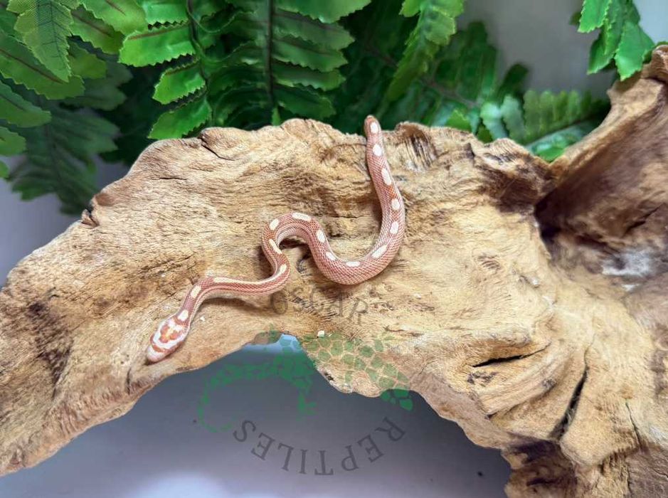 Wąż zbożowy węże zbożowe Lublin