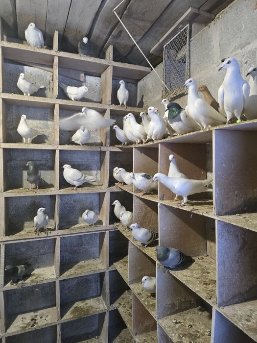 Na sprzedaż 80 gołębi