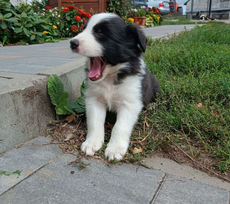 Border collie szczenię suczka