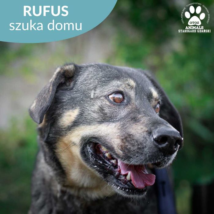 Duży Rufus do adopcji