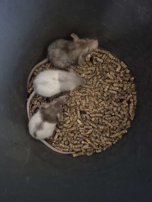 Щурики дівчатка дамбо крысята крысенок голубая