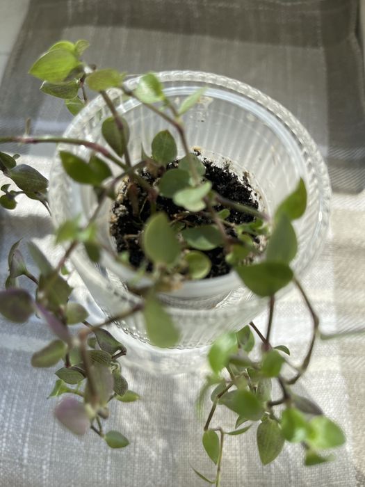 Каллізія повзуча