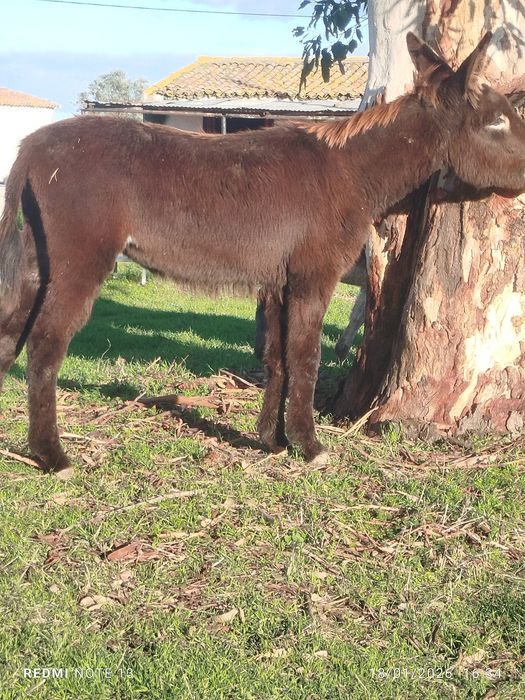 Vendo 2 burras mansas