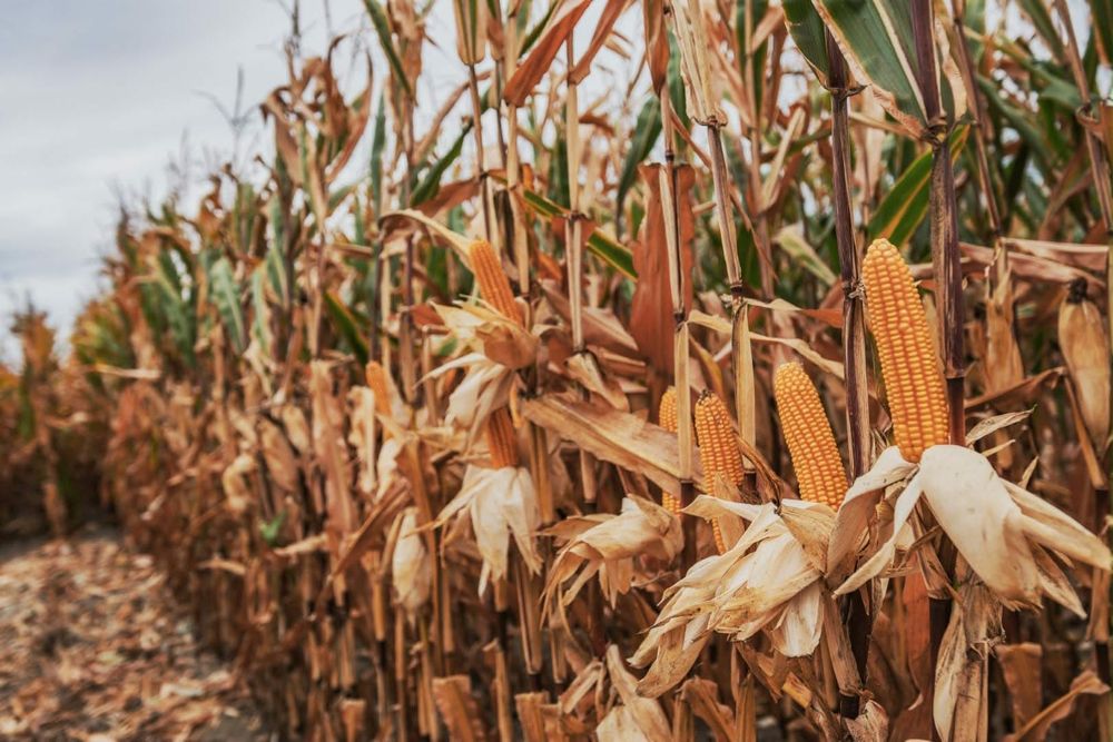Kukurydza do siewu- Pioneer Rosomak Hulk