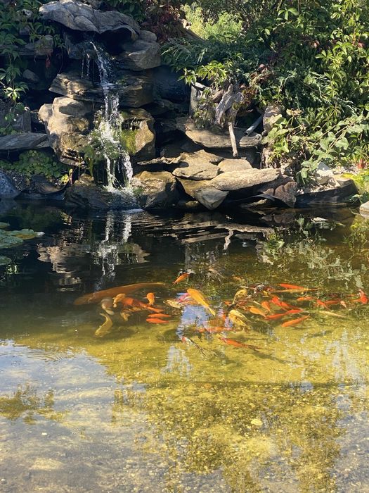 Glony w oczku wodnym, preparat do walki z glonami Algo Split 5 kg