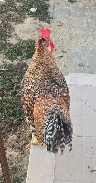 Frangos cream legbar e leghorn