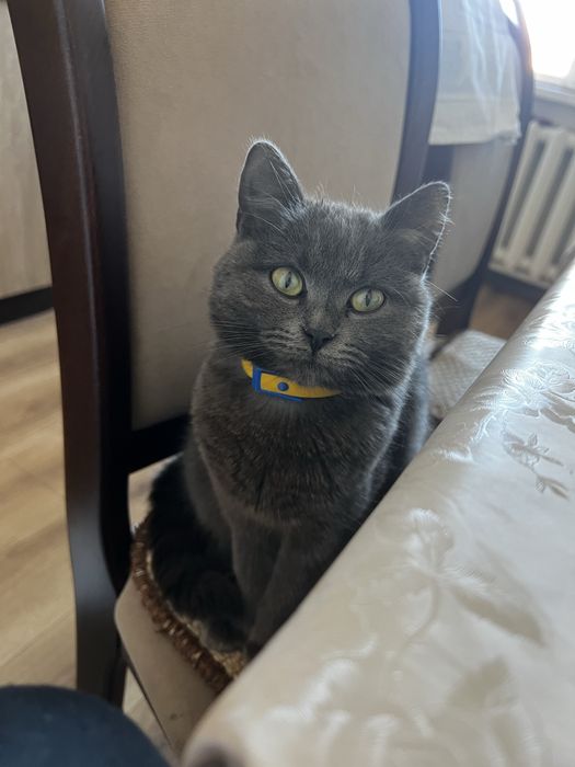 Кошенята в добрі руки