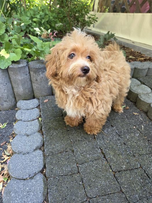 Sunia maltipoo maltańczyk & pudel