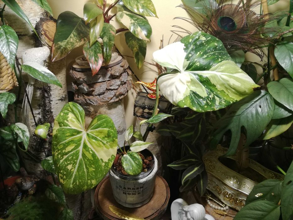 Philodendron Gloriosum TriColour Variegata  UNIKAT monstera filodendro