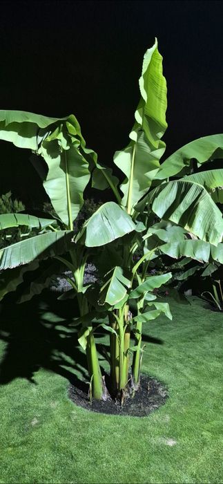 Musa basjoo bananowce