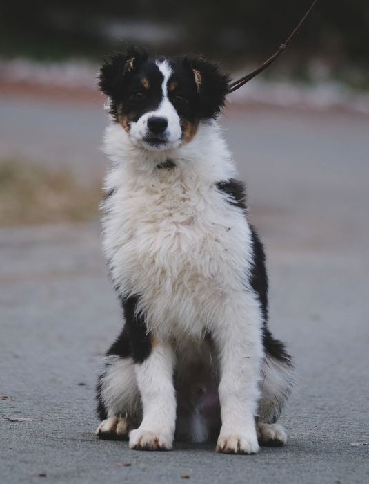 Owczarek australijski typ amerykanski, tricolor, ZKwP/FCI
