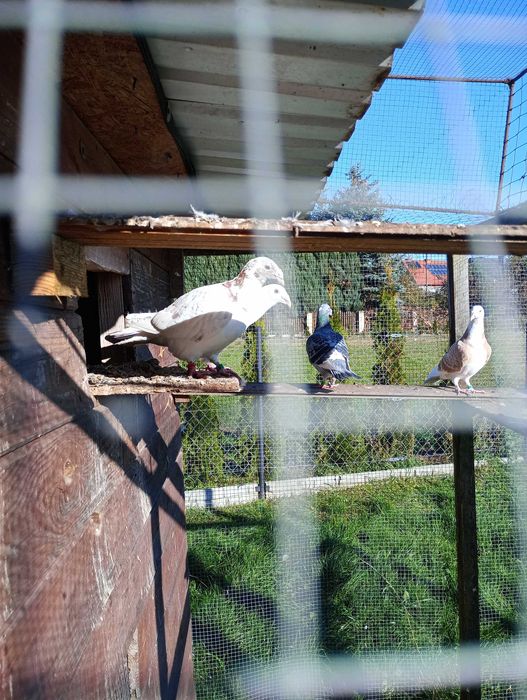 Gołębie Staropolskie