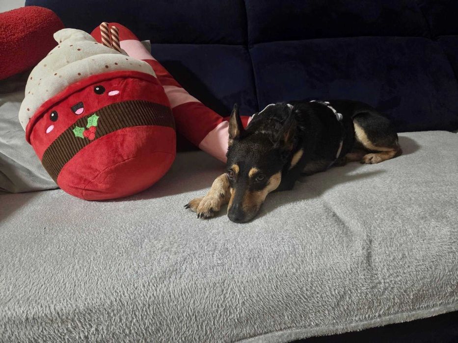 Freja ważąca zaledwie 5- 6 kg