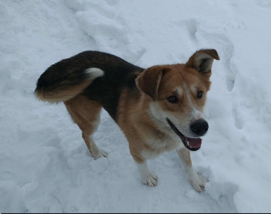 Cudny Romuś szuka domu