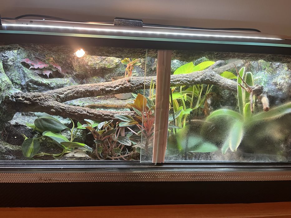 Paroedura pictus z terarium
