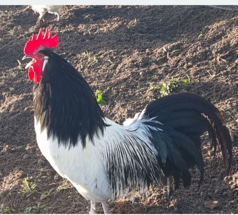 Galo lakenvelder