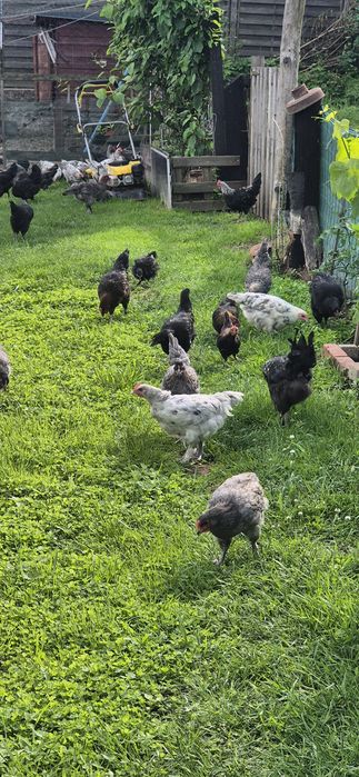 Sprzedam kury różnych ras typu Marans araukana wajandota