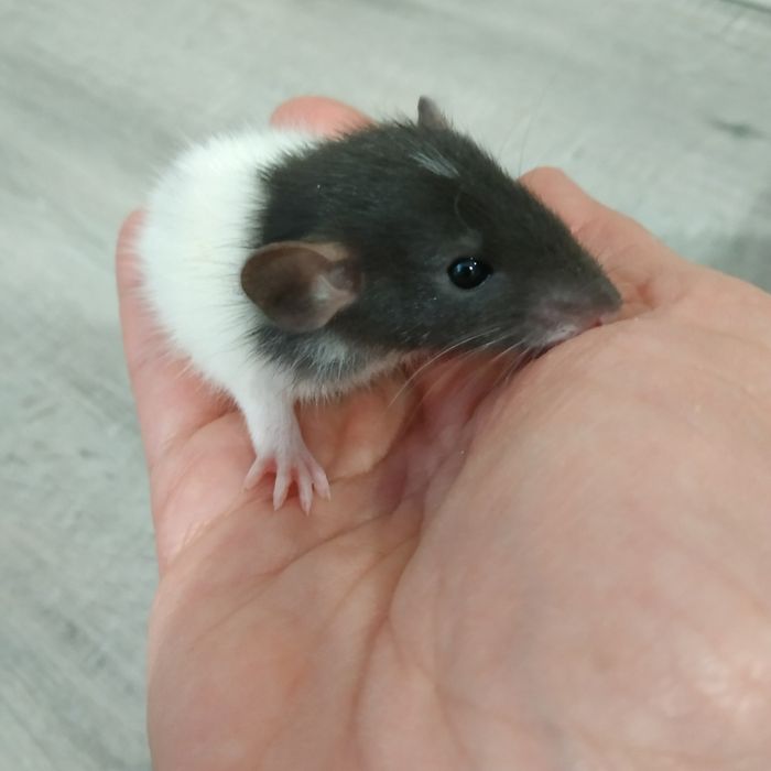 Декоративные крыски разные окрасы Дамбо Рекс крысята криса крысы