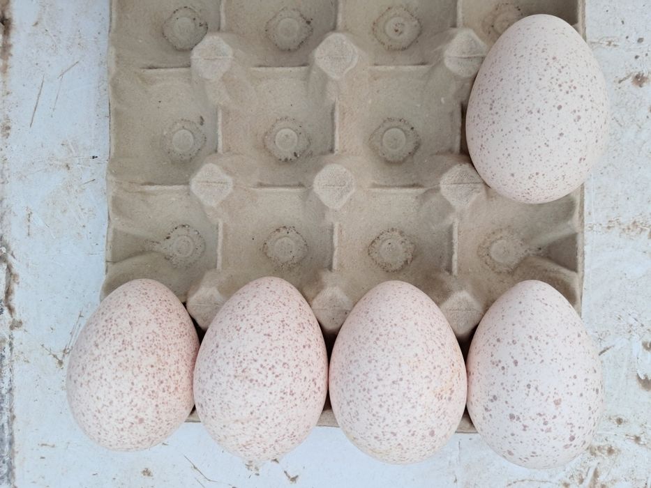 Duzia ovos de perúa galados