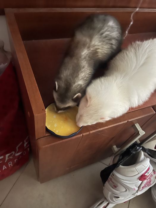 2 letni fretki nora i yera