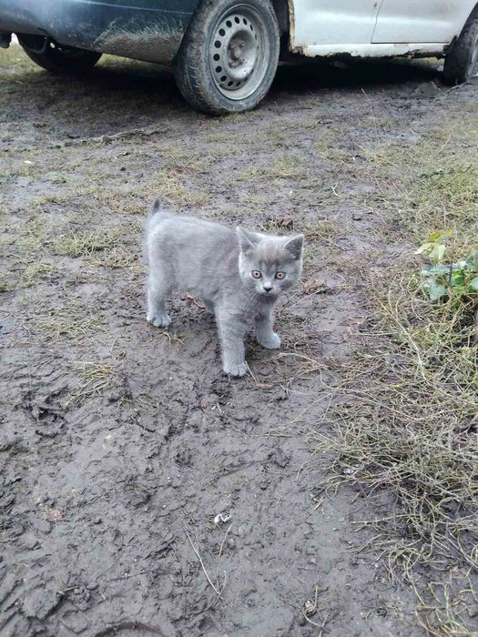 Киці в добрі руки