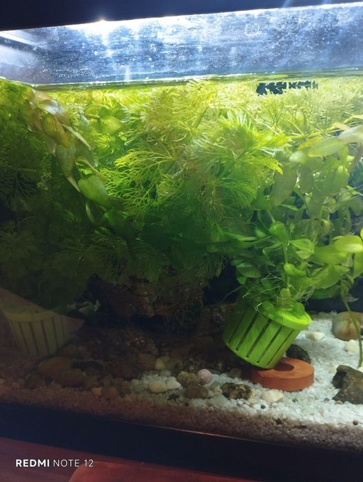 Plantas para aquário  ler o anúncio