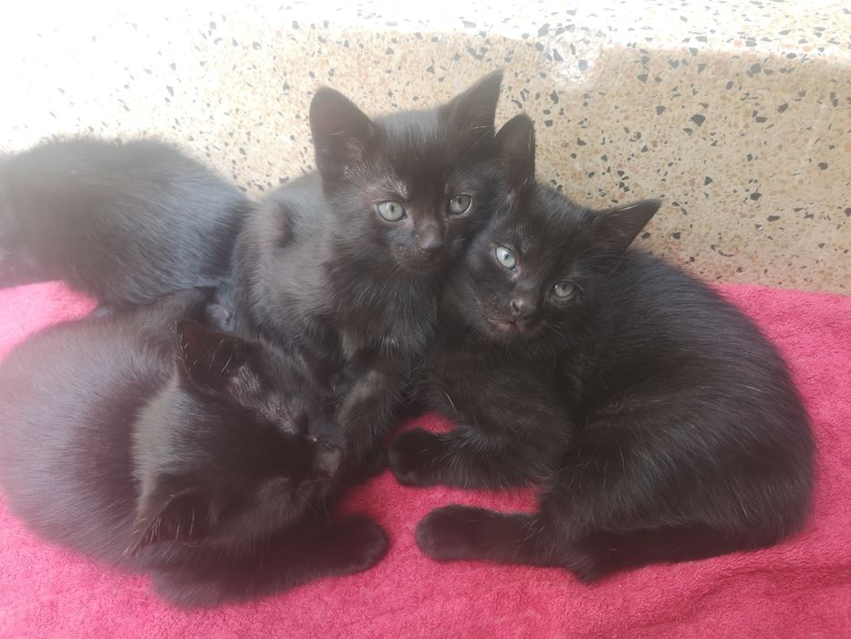 Bebé Gatinha para adopção