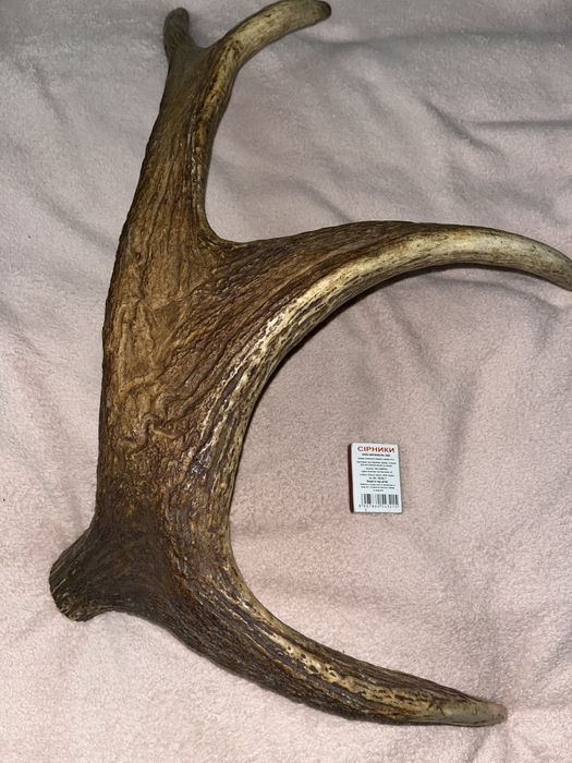 Продам роги одна штука