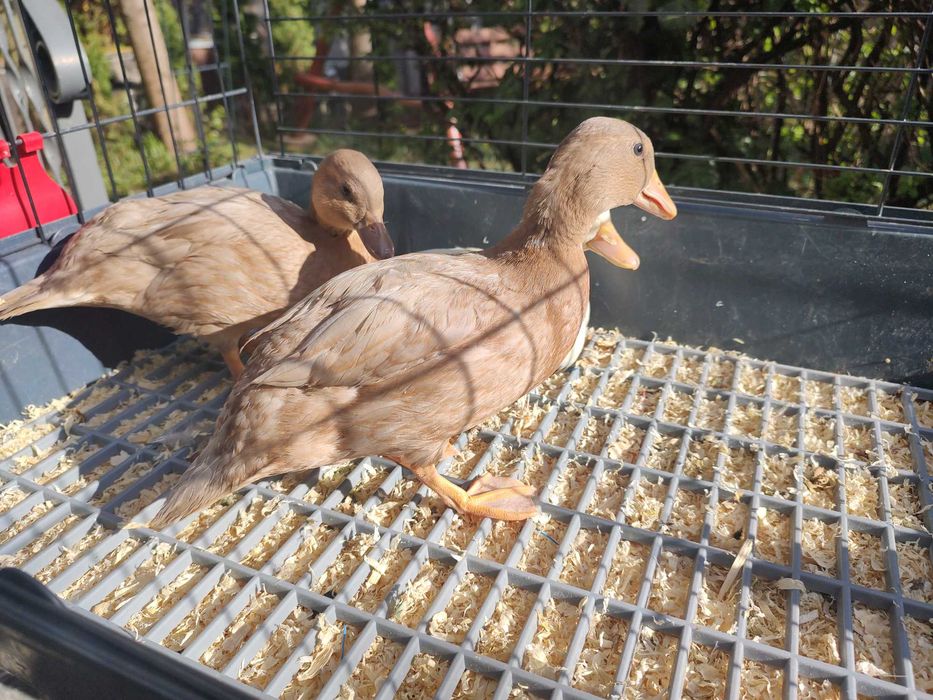 Kaczuszki  miniaturowe call duck z 2026r.