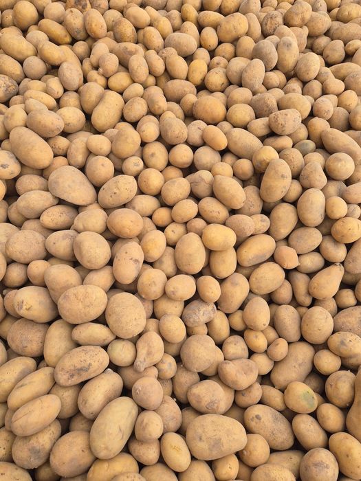 Ziemniaki paszowe odpadowe