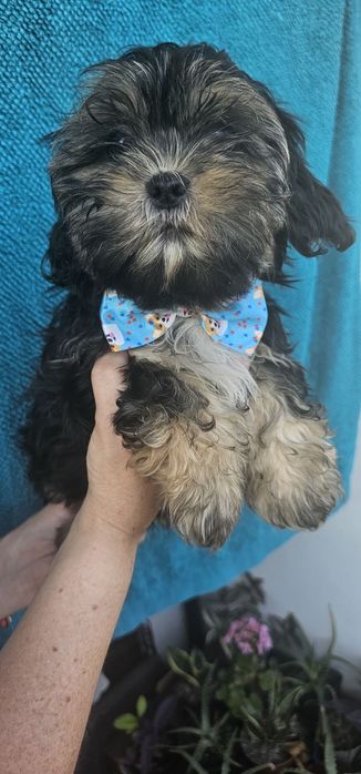 Piesek Shih Tzu z Rodowodem