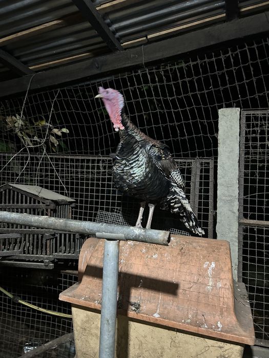 Ovos galados de peruas pretas e royal