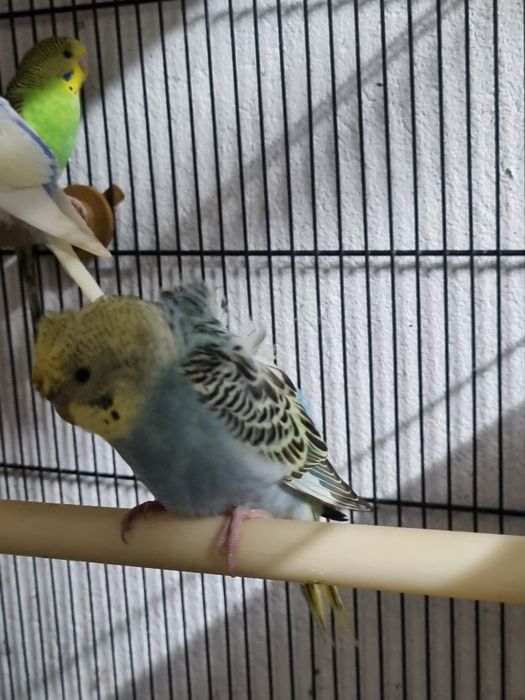 Vendo troco casal hagoromos periquitos