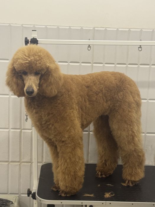 Вязка королівський пудель