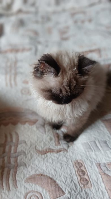 Невська маскарадна дівчинка 4 міс