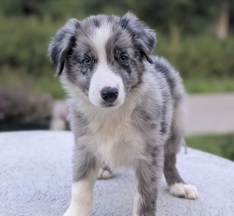 Border Collie samiec pies blue merle przebadani rodzice do odbioru