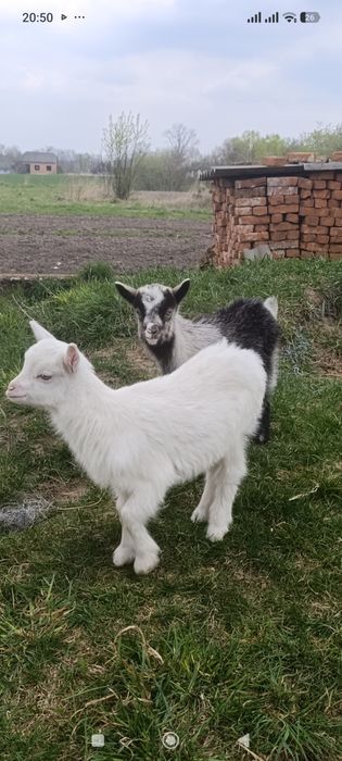 Козенята (кізочки)