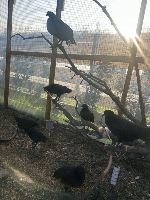 Ayam Cemani Kurki i Parki