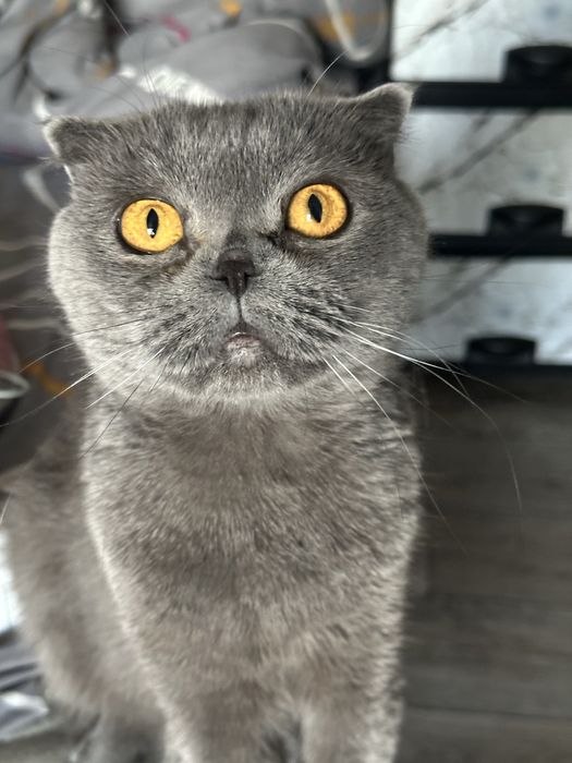 Отдам кошку даром