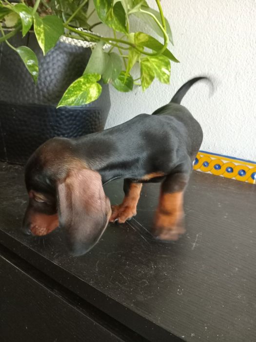 Excelente machoteckel miniatura