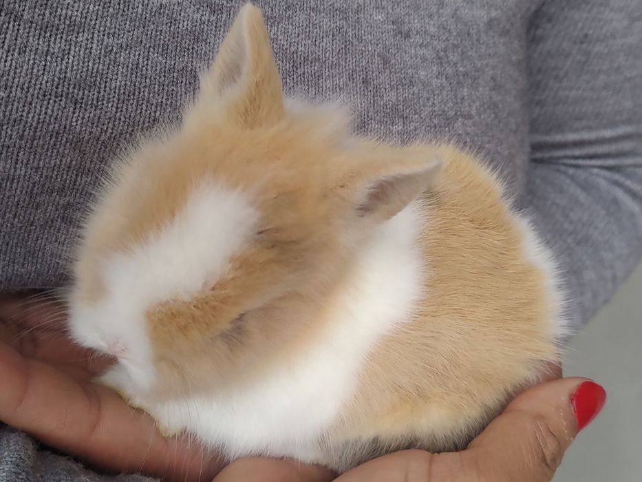 Coelho anao muito fofinhos